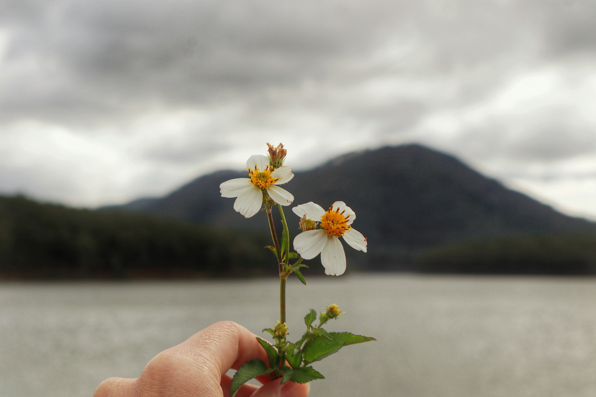 a person holding a flower in front of a body of water